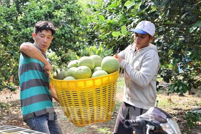 Vận chuyển bưởi lên xe đưa về điểm tập kết, phục vụ đóng gói xuất khẩu sang các thị trường quốc tế. Ảnh: Hoàng Nhị - TTXVN