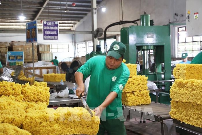 Cân mủ cao su để đưa vào khuôn ép. Ảnh: Hồng Đạt - TTXVN 