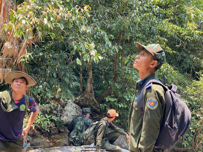 Tổ quản lý bảo vệ rừng (Trạm Quản lý bảo vệ rừng số 5, Ban Quản lý rừng phòng hộ Đà Nẵng) tuần tra tại Tiểu khu 459. Ảnh: THU PHƯƠNG
