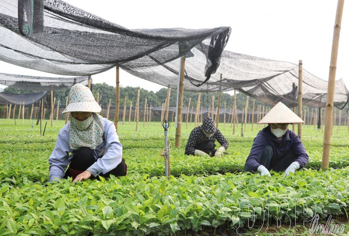 Công nhân Công ty Cổ phần Mường Thanh Green chăm sóc vườn ươm cây giống cà phê.