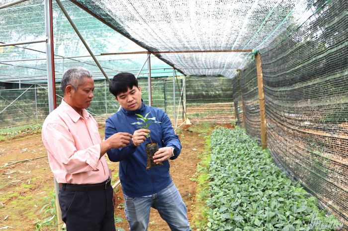 Đơn vị sản xuất, gieo ươm tại xã Mường Ảng kiểm tra cây giống trước thời vụ sản xuất năm 2026.