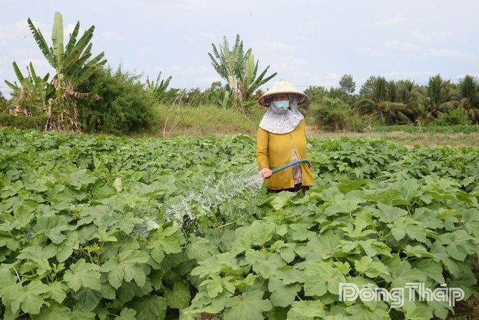 Bà Trần Thị Yến, khu phố Bình Phong, tận dụng 4 công đất trồng hoa tết để trồng đậu bắp và ớt sừng.