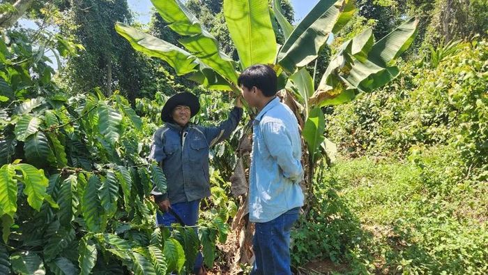  Anh Đinh Văn Hmun trồng cà phê và lúa trong khuôn viên di tích Vườn Mít - Cánh đồng Cô Hầu. Ảnh: N.S 