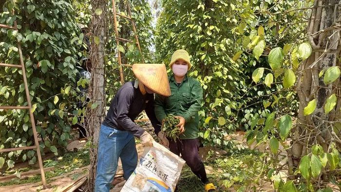  Nông dân xã Kon Gang thu hoạch hồ tiêu hữu cơ. Ảnh: M.C 