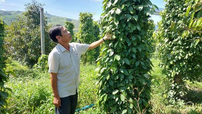  Ông Cao Hoàng Vũ kiểm tra vườn tiêu hữu cơ. Ảnh: N.D 