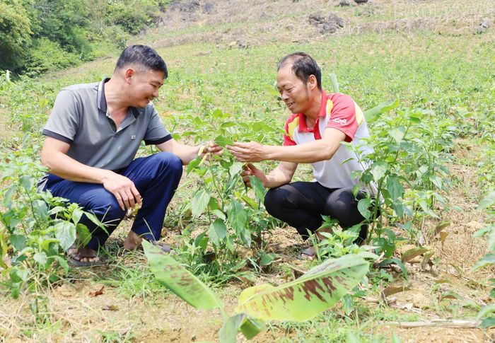 Cây ớt giúp người dân giảm nghèo, nâng cao thu nhập.