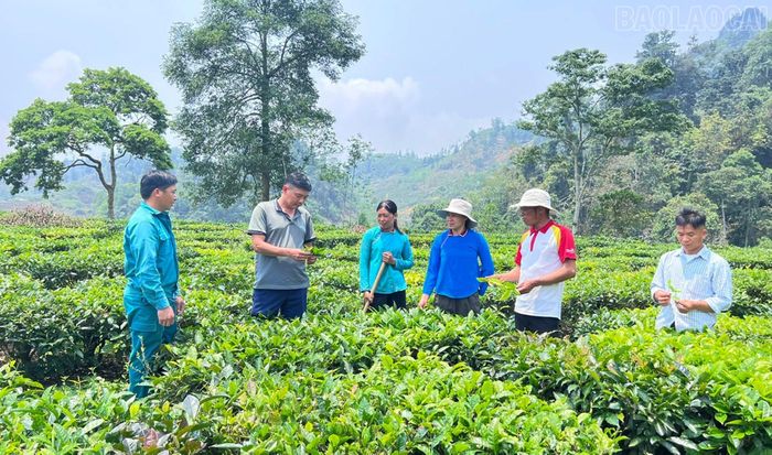 Thôn Lùng Húi hiện có gần 100 ha chè, tạo nguồn thu nhập ổn định cho người dân.