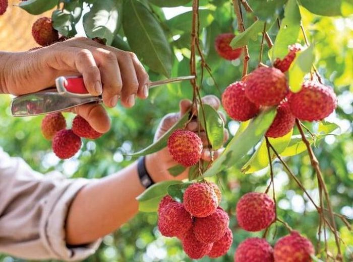Vì sao vải thiều tăng giá kỷ lục?.