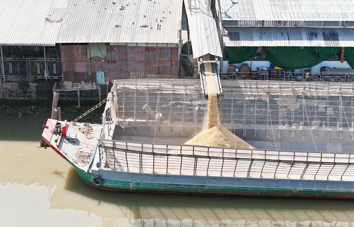 Hệ thống truyền tải lúa, trấu lộ thiên, không được che chắn của nhà máy Thành Tâm Cờ Đỏ, cũng như các nhà máy xung quanh đã khiến bụi phát tán, ô nhiễm môi trường, ảnh hưởng sức khỏe người dân.