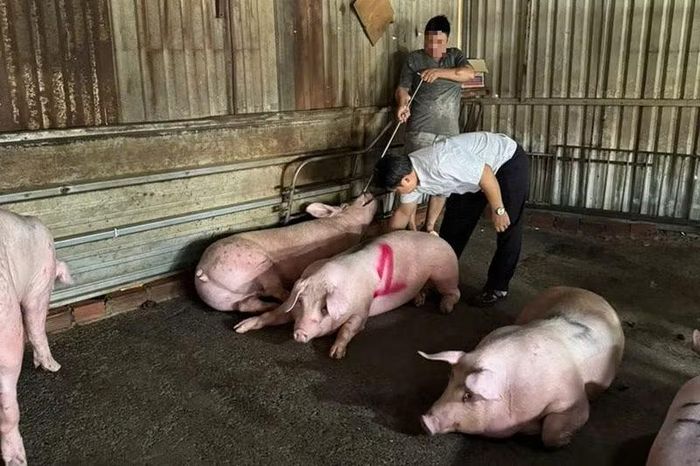Lực lượng chức năng kiểm tra, ghi nhận hoạt động giết mổ heo trái phép tại cơ sở trong khu dân cư phường Tân Thới Hiệp.