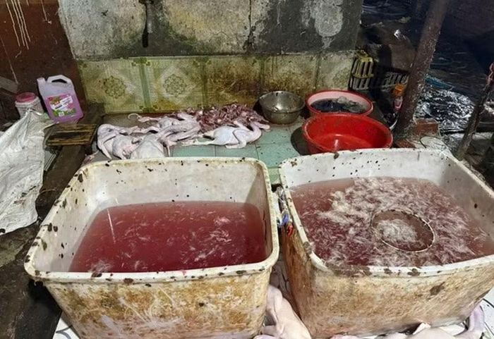 Khu vực giết mổ, chế biến rất mất vệ sinh tại lò giết mổ trái phép trên địa bàn phường Tân Đông Hiệp.