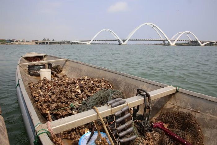 Sau gần 5–6 giờ ngâm mình dưới nước, ông Châu gom được một khoang thuyền hàu lẫn đá. “Chừng này tách ra chắc được khoảng 10kg ruột”, ông ước tính. Với giá bán hiện tại, sau khi trừ chi phí và tiền thuê người tách, mỗi ngày ông thu về khoảng 700.000 đồng.