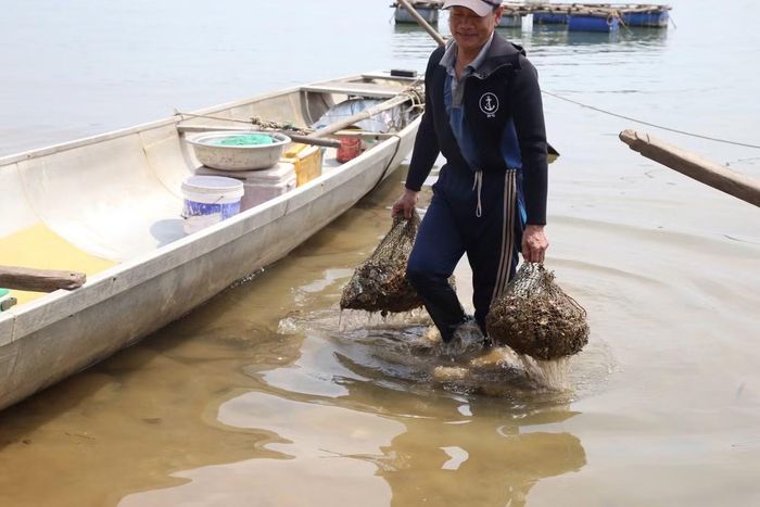 Nếu như trước đây, cả thôn Bình Minh gần như nhà nào cũng liên quan đến con hàu, thì nay số người theo nghề chỉ còn đếm trên đầu ngón tay. Theo Trưởng thôn Bình Minh, toàn thôn có hơn 1.000 nhân khẩu, nhưng chỉ còn khoảng 40% hộ làm nghề liên quan đến thủy sản, trong đó chưa đến 10 hộ còn lặn hàu.