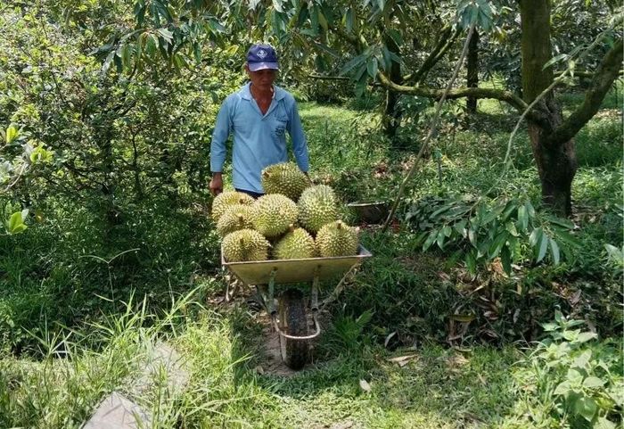 HTX nông nghiệp Tân Phú canh tác sầu riêng theo hướng rải vụ để hạn chế thấp nhất tình trạng rớt giá (ảnh: HTX Tân Phú)