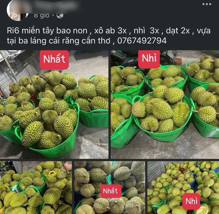 Các nhà vườn phải đăng bán sầu riêng trong các hội nhóm để mong được bán nhanh trước khi quả chín