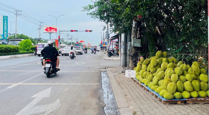Sầu riêng Ri6 với giá bán lẻ chỉ 35.000-40.000 nghìn đồng/kg