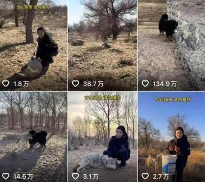 Những video chia sẻ cuộc sống của Giai Kỳ thu hút nhiều người theo dõi. Ảnh: 163 