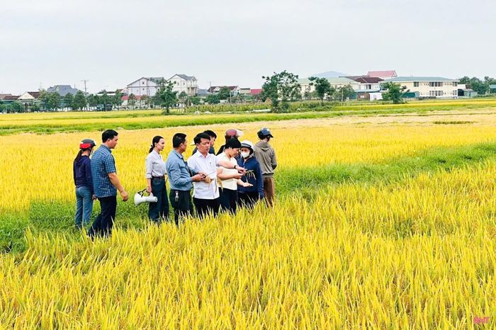  Tại xã Can Lộc, mô hình triển khai trên 5,6 ha theo hướng hữu cơ liên kết với Công ty TNHH MTV Quế Lâm sử dụng giống DT39. 