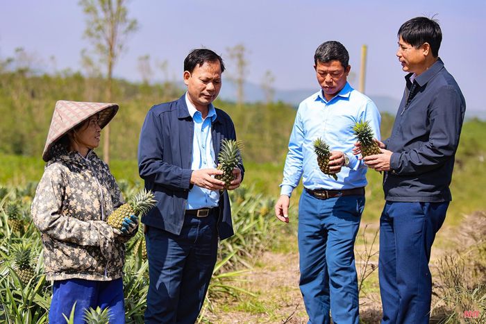 Toàn tỉnh có 379,04 ha sản xuất dứa liên kết với Công ty CP Thực phẩm xuất khẩu Đồng Giao.