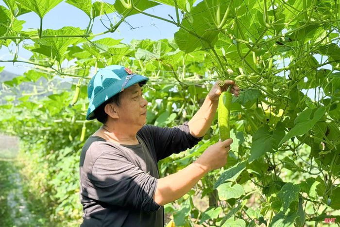 Tiếp tục thực hiện các chính sách hỗ trợ người dân phát triển các mô hình rau - củ - quả theo hướng hàng hóa đạt tiêu chuẩn an toàn thực phẩm, VietGAP, hữu cơ gắn với sản xuất quy mô lớn, tập trung.
