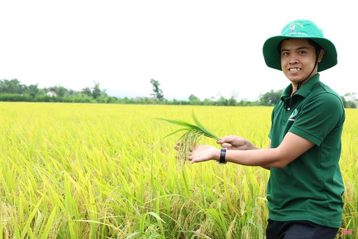 Ngành NN&amp;MT đã tham mưu UBND tỉnh phê duyệt vùng quy hoạch trồng lúa năng suất, chất lượng cao với tổng diện tích hơn 23.866 ha.