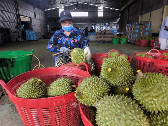 Sơ chế, thu mua sầu riêng tại xã Tân Phú, tỉnh Vĩnh Long.