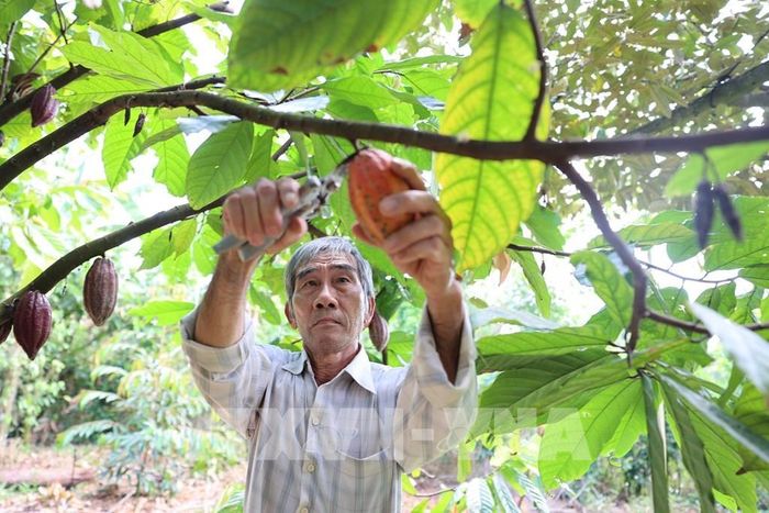 Ông Hoàng Văn Ngọc, xã Châu Đức, thu hoạch trái ca cao chín tại vườn, thực hiện quy trình chăm sóc và thu hái theo tiêu chuẩn nhằm bảo đảm chất lượng nguyên liệu phục vụ chế biến và xuất khẩu. Ảnh: Hoàng Nhị - TTXVN