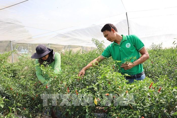 Với sản phẩm được trồng và kiểm soát kỹ về quy trình sản xuất hiện nay Hợp tác xã Sản xuất Nông nghiệp và Dịch vụ Châu Pha đang xuất đi thị trường Châu Âu 3 tấn rau gia vị/tuần. Ảnh: Hoàng Nhị - TTXVN