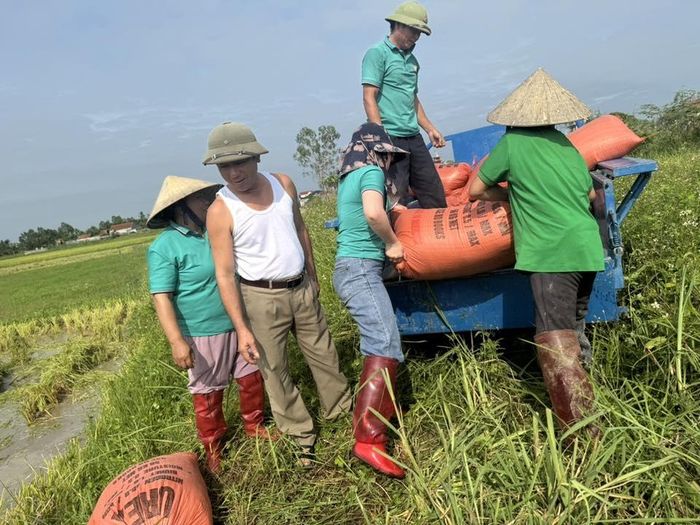 Cũng trong sáng ngày 05/5, Hội Nông dân xã Hùng Châu (Nghệ An) đã tổ chức hỗ trợ thu hoạch lúa vụ Xuân cho hội viên có hoàn cảnh đặc biệt khó khăn.