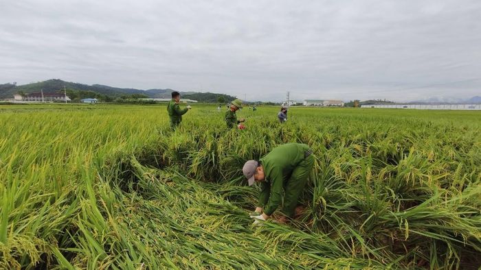 Sự hỗ trợ kịp thời giúp giảm thiệt hại cho nông dân.