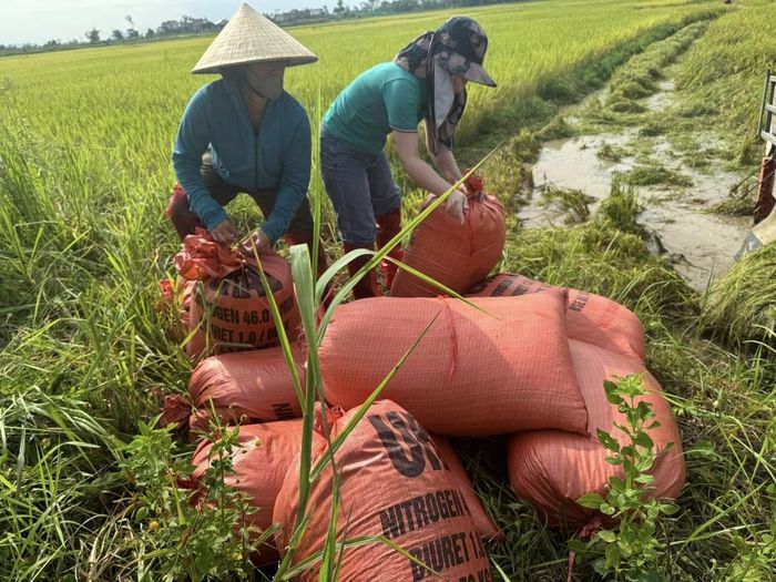 Tinh thần tương thân tương ái lan tỏa trên đồng ruộng.