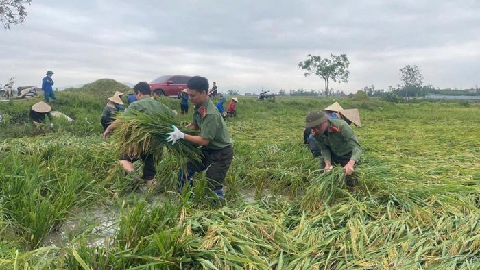 Sáng ngày 5/5, lực lượng Công an xã Xuân Lộc giúp dân thu hoạch lúa bị đổ ngã.