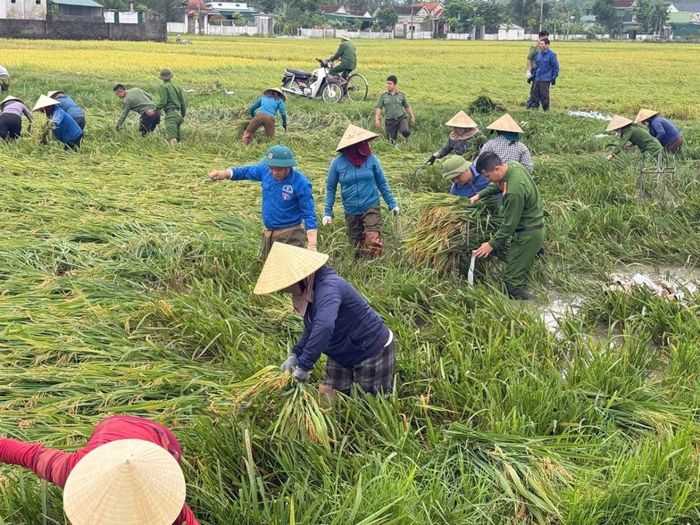 Lúa xuân tại xã Xuân Lộc, Hà Tĩnh đổ rạp sau trận giông lốc đêm 3/5.