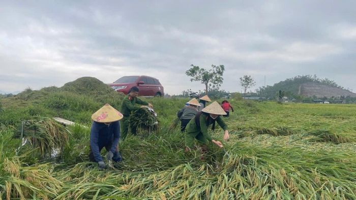 Tranh thủ thu hoạch lúa trong điều kiện thời tiết bất lợi.