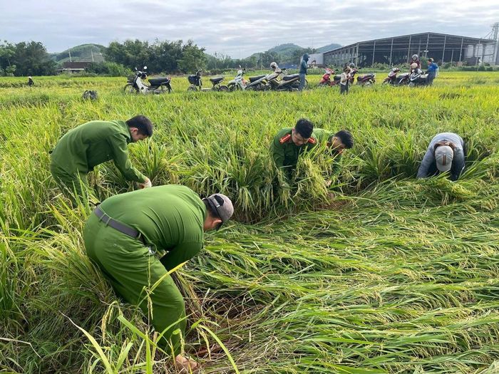 Cán bộ chiến sĩ Công an xã Yên Xuân cùng các đoàn thể đã nhanh chóng xuống đồng, hỗ trợ bà con dựng lúa để gặt hái để giảm thiểu thiệt hại.