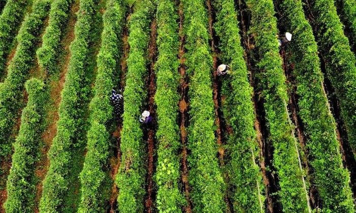 Vườn sâm sản xuất theo tiêu chuẩn hữu cơ của Hợp tác xã Sâm núi Dành Đức Hạnh, xã Phúc Hòa.