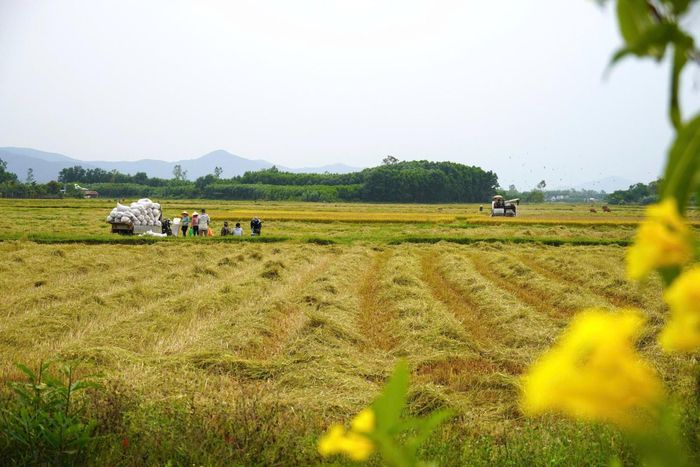 Mô hình liên kết chuỗi sản xuất giúp nông dân ổn định đầu ra.