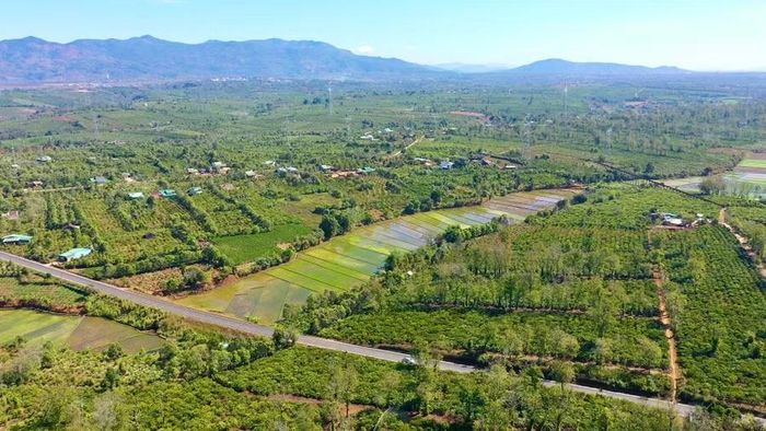 Xã Ia Hrung giờ là vùng chuyên canh cây cà phê, hồ tiêu lớn của tỉnh. Ảnh: M.T