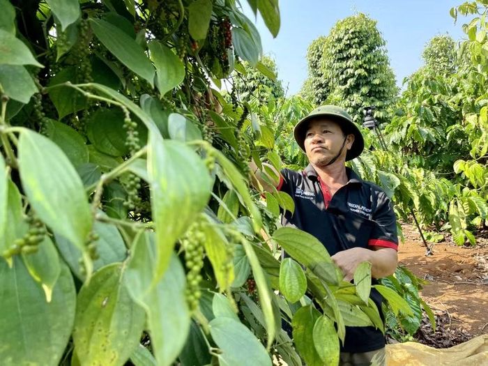 Gia đình ông Hoàng Văn Hoan (thôn Thái Hà, xã Ia Hrung) tham gia tổ hợp tác của Nestlé để làm cà phê theo tiêu chuẩn 4C, phục vụ xuất khẩu. Ảnh: V.T
