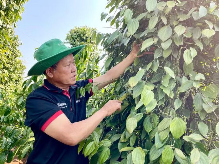 Vườn hồ tiêu của gia đình ông Dương Xuân Dục (thôn Thái Hà, xã Ia Hrung) phát triển xanh tốt, cho năng suất cao. Ảnh: V.T