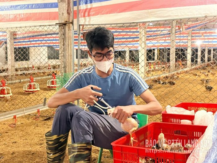 Người lao động tại trang trại gà mía ở thôn Cóc Dĩ, xã Hữu Lũng tiêm phòng cho đàn vật nuôi