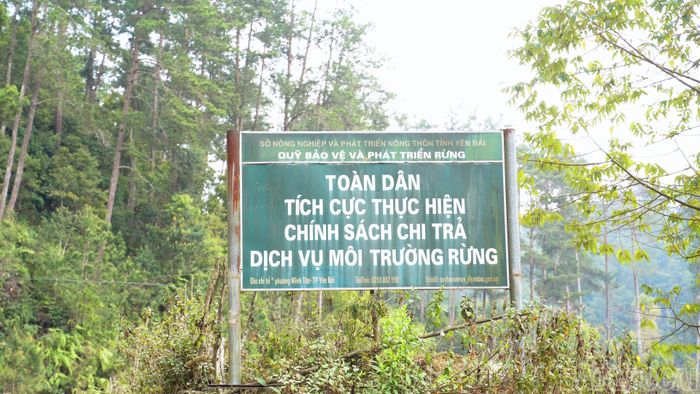 Thông tin chính sách chi trả dịch vụ môi trường rừng được cắm tại khu rừng, giúp người dân nắm rõ quyền lợi, trách nhiệm, góp phần nâng cao ý thức bảo vệ và phát triển rừng bền vững.