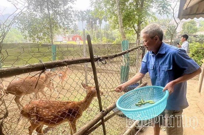 Mô hình nuôi hươu của gia đình ông Nguyễn Hữu Oánh ở khu Đá Cổng, xã Vân Bán mang lại hiệu quả kinh tế.