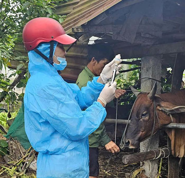Tiêm phòng vắc-xin là giải pháp quan trọng để phòng, chống dịch bệnh trên đàn vật nuôi - Ảnh: L.A