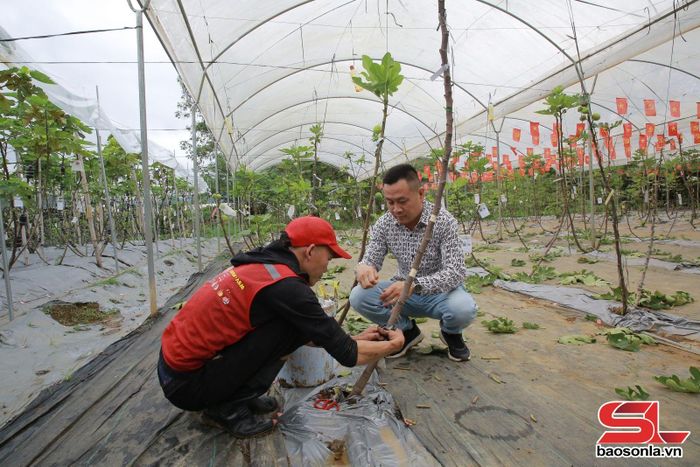 HTX Du lịch Nông nghiệp Bon Bon chăm sóc cây sung Mỹ.