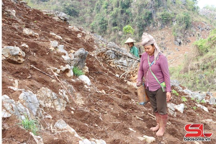 Nhân dân bản Nà Pát, xã Tà Hộc gieo trồng ngô.
