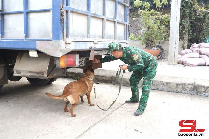 Đồn Biên phòng Cửa khẩu Chiềng Khương sử dụng chó nghiệp vụ trong công tác phòng chống ma túy.