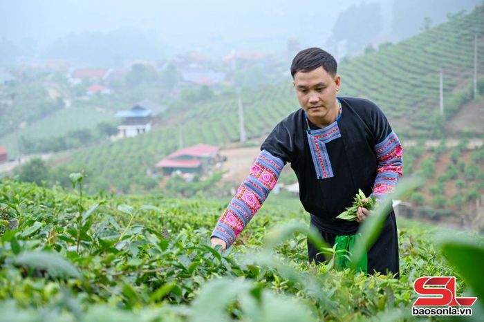 Nông dân bản Chiềng đi 1, xã Vân Hồ thu hái chè.