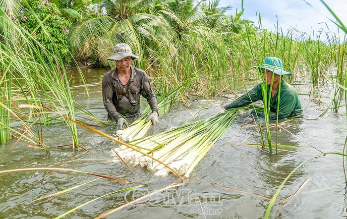 Nông dân thu hoạch bồn bồn tại HTX An Hòa, sản phẩm chủ lực mang lại nguồn thu chính.