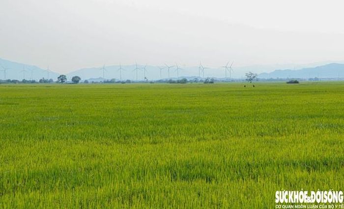 Cánh đồng nguyên liệu làm gốm thời điểm vào mùa lúa trổ bông. Ảnh: Duy Ngọc.